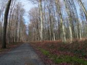 Punto de interés Sint-Genesius-Rode - forêt de soigne - Photo 1