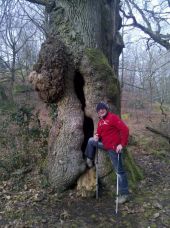 POI Fontainebleau - 01 - Sur la Route de la Grande Mare, en approche de la Gorge aux Loups, un arbre creux - Photo 1