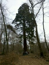 Point d'intérêt Fontainebleau - 02 - Le Séquoia Géant - Photo 1