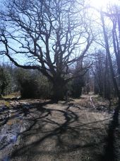 Point d'intérêt Rochechouart - chêne de Bramefan  - Photo 1