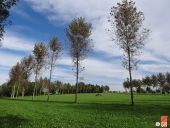 Punto de interés Herve - Etonnant alignement d'arbres - Photo 1