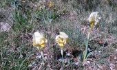Punto di interesse Bouquet - Iris sauvage - Photo 1