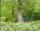 Point d'intérêt Fontainebleau - 15 - Chêne sessile ''F'', 3.80 m de circ. - Photo 1