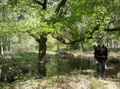 Point of interest Fontainebleau - 21 - Un joli chêne dans une jolie mare - Photo 1