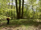 Point d'intérêt Fontainebleau - 17 - Chêne sessile à 2 tiges dont 1 double - Photo 1