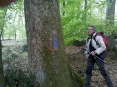 Point d'intérêt Fontainebleau - 12 - Chêne sessile ''C'', 3.10 m de circ. - Photo 1