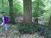 Point d'intérêt Fontainebleau - 13 - Chêne sessile ''D'', 3.45 m de circ. - Photo 1