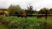 Point of interest Chaumes-en-Brie - Chevaux - Photo 1