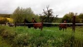 Punto de interés Chaumes-en-Brie - Chevaux - Photo 1