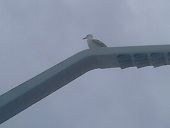 Point d'intérêt La Haye - mouette - Photo 1