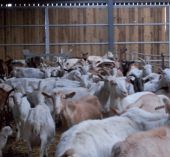 Punto de interés Rochefort - Our tip : goat farm - Photo 1