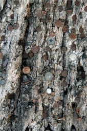 Punto di interesse Rochefort - Nail tree - Photo 2