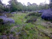 POI Fontainebleau - 07 - Dans cette ''lande'' marécageuse, faut trouver un passage. Tiens, quel est cette grosse bête à droite ? - Photo 1