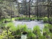 Point d'intérêt Fontainebleau - 15 - Et encore une autre mare - Photo 1