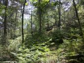 Punto de interés Fontainebleau - 10 - Là-bas dans la pente, un gros tronc d'arbre couché à terre ?... - Photo 1