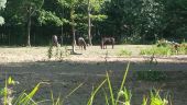 Point of interest Plaisir - Chevaux - Photo 1