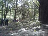 Point d'intérêt Poigny-la-Forêt - Gros querçus - Photo 1