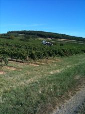 POI Lucenay - Entretien des vignes - Photo 1