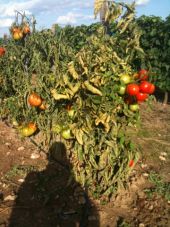 Punto de interés Esvres - champs de tomates - Photo 1