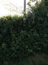 Punto di interesse Beauvechain - Balisage caché par la végétation - Photo 1