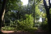 Punto di interesse Péruwelz - 1 - Forêt durable - Photo 1