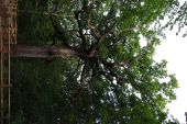 POI Paimpont - le Chêne des Hindrés - Photo 1