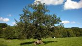 POI La Verrerie - arbre remarquable - Photo 1