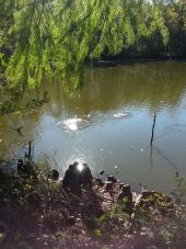 Punto de interés Fontainebleau - Mare aux Evees   - Photo 1