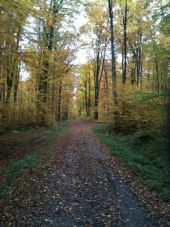 POI Illfurth - la forêt illfurth - Photo 1