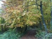 POI Tagolsheim - le bel automne - Photo 1