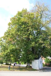 Punto di interesse Assesse - Merkwaardige bomen en kapel - Photo 1