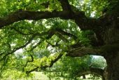 Point d'intérêt Houffalize - Le chêne, roi de la forêt - Photo 6
