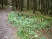 POI Hohenfels - Gaten in het bos - Photo 3