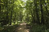 Punto de interés Houffalize - Le chêne, roi de la forêt ardennaise - Photo 7