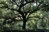 Point d'intérêt Houffalize - Le chêne, roi de la forêt ardennaise - Photo 5