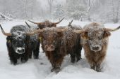 Point d'intérêt Houffalize - Vaches en Ardenne - Photo 6