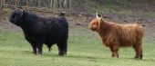 Point d'intérêt Houffalize - Vaches en Ardenne - Photo 7