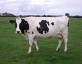 Point d'intérêt Houffalize - Vaches en Ardenne - Photo 2