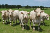 Point d'intérêt Houffalize - Vaches en Ardenne - Photo 3