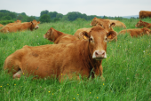 Punto de interés Houffalize - Vaches en Ardenne - Photo 1