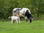 Punto de interés Houffalize - Vaches en Ardenne - Photo 4