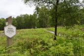 Point d'intérêt Tenneville - Mochamps : forêt et fagne - Photo 3