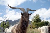 Punto di interesse Stoumont - Chèvres et alpagas - Photo 5