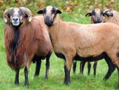 Point d'intérêt Stoumont - Moutons - Photo 3