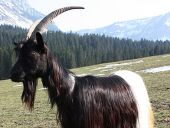 Point d'intérêt Stoumont - Chèvres et alpagas - Photo 6
