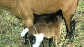 Point d'intérêt Stoumont - Moutons - Photo 2