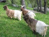 Point d'intérêt Stoumont - Chèvres et alpagas - Photo 7