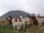 Point d'intérêt Stoumont - Chèvres et alpagas - Photo 4