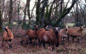 Point d'intérêt Stoumont - Moutons - Photo 1