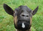 Point d'intérêt Stoumont - Chèvres et alpagas - Photo 8